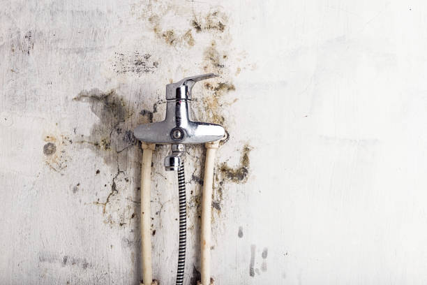 Mold Removal Process in Berlin, OH