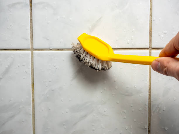 Trusted Berlin, OH Mold Removal Experts
