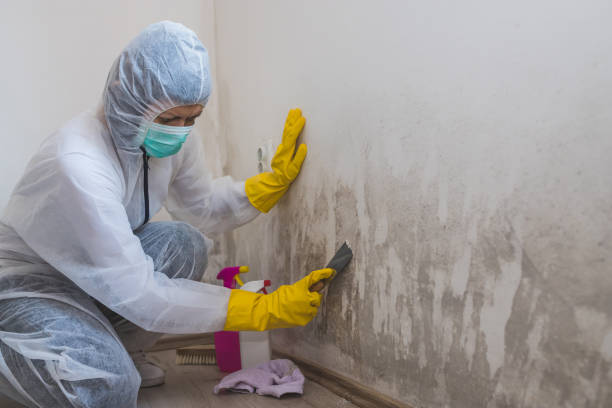 Best Mold Remediation  in Berlin, OH