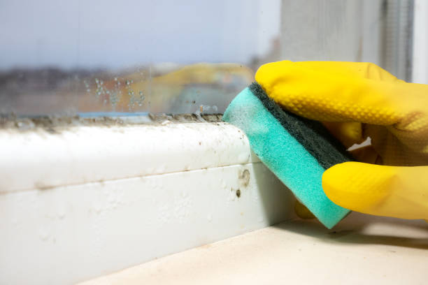 Best Certified Mold Removal  in Berlin, OH