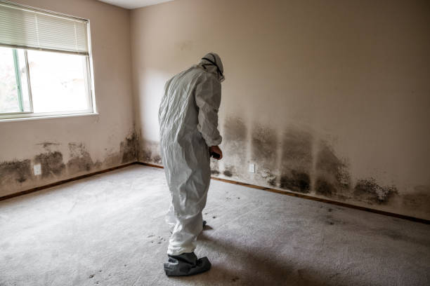 Best Residential Mold Removal  in Berlin, OH