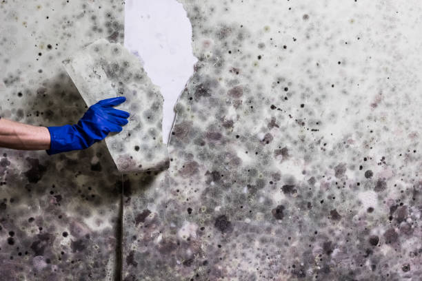 Best Professional Mold Removal  in Berlin, OH