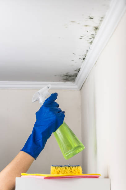 Best Fast Mold Removal  in Berlin, OH